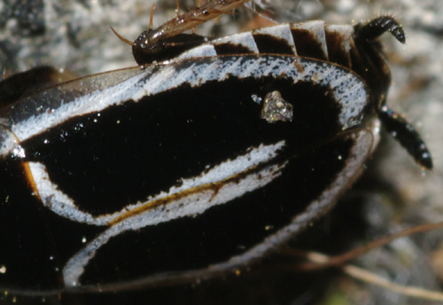 Phyllodromica marginata (Schreber, 1781)